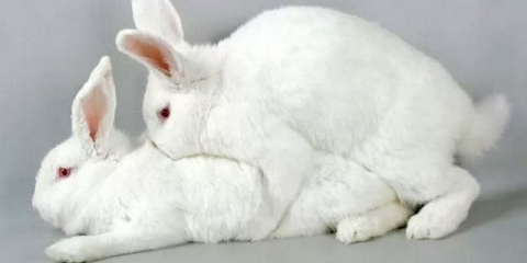 Kada se kunić može dogoditi nakon rođenja